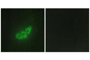 Immunofluorescence (IF) image for anti-Eukaryotic Translation Initiation Factor 2-alpha Kinase 3 (EIF2AK3) (N-Term) antibody (ABIN1850024)