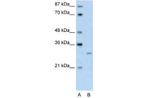 WB Suggested Anti-CREG1 Antibody Titration:  0. (CREG1 antibody  (N-Term))