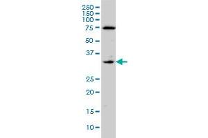 F3 monoclonal antibody (M01A), clone 4G4 Western Blot analysis of F3 expression in A-431 . (Tissue factor antibody  (AA 45-154))