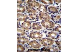 AXIN1 Antibody (C-term) immunohistochemistry analysis in formalin fixed and paraffin embedded human stomach tissue followed by peroxidase conjugation of the secondary antibody and DAB staining. (Axin antibody  (C-Term))