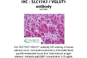 Image no. 1 for anti-Solute Carrier Family 17 (Vesicular Glutamate Transporter), Member 7 (SLC17A7) (Internal Region) antibody (ABIN1739335) (SLC17A7 antibody  (Internal Region))