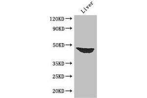 Western Blot Positive WB detected in: Mouse liver tissue All lanes: AFF4 antibody at 2. (AFF4 antibody  (AA 77-334))