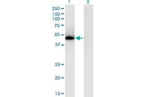 NR1H3 antibody  (AA 1-387)