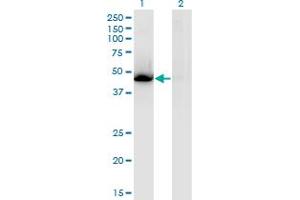 NR1H3 anticorps  (AA 1-387)