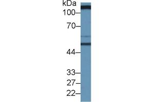 Rabbit Capture antibody from the kit in WB with Positive Control: Human serum. (SLC3A2 ELISA Kit)