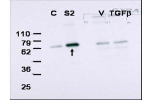 Western blot using  affinity purified anti-Smad2 to detect over-expressed Smad2 in COS cells (arrow).