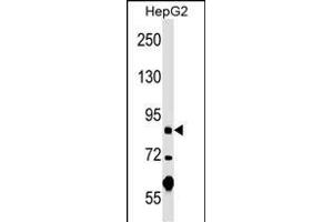 PGBD1 Antibody (Center) (ABIN1538337 and ABIN2848906) western blot analysis in HepG2 cell line lysates (35 μg/lane). (PGBD1 antibody  (AA 347-375))