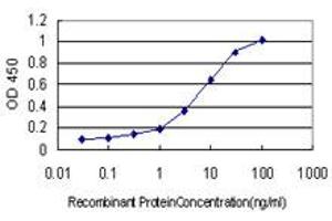 Detection limit for recombinant GST tagged BMPR1B is approximately 0. (BMPR1B antibody  (AA 14-103))