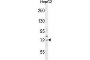 Western blot analysis in HepG2 cell line lysates (35ug/lane) using SREBF2 / SREBP2  Antibody . (SREBF2 antibody  (Middle Region))