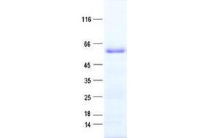 Validation with Western Blot (ZNF136 Protein (His tag))