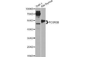 Western blot analysis of extracts of various cell lines, using FCGR3B antibody. (FCGR3B antibody)