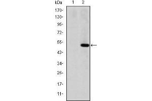 Western blot analysis using MMP1 mAb against HEK293 (1) and MMP1(AA: 24-213)-hIgGFc transfected HEK293 (2) cell lysate. (MMP1 antibody)