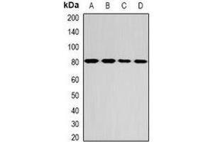 Western blot analysis of GPD2 expression in MCF7 (A), SW480 (B), mouse liver (C), mouse brain (D) whole cell lysates. (GPD2 antibody)