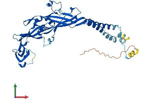 Protein Structure (PS) image for Purinergic Receptor P2x, Ligand-Gated Ion Channel, 3 (P2RX3) (AA 1-397) protein (His tag) (ABIN7550542)