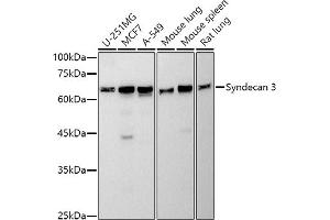 Western blot analysis of extracts of various cell lines, using Syndecan 3 antibody (ABIN7270679) at 1:500 dilution. (SDC3 antibody)