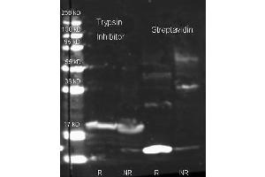Rabbit anti Streptavidin (200-4195 lot 23495) and Biotin conjugated Rabbit anti-trypsin inhibitor antibody (200-4679 lot 6594) were used to detect target proteins Trypsin Inhibitor (left) and Streptavidin (right) under reducing (R) and non-reducing (NR) conditions. (Streptavidin antibody  (Texas Red (TR)))