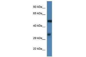 Western Blot showing Fscn1 antibody used at a concentration of 1. (Fascin antibody  (N-Term))