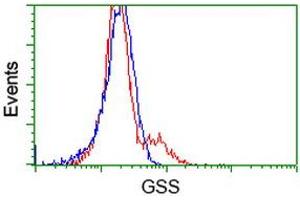 HEK293T cells transfected with either RC203174 overexpress plasmid (Red) or empty vector control plasmid (Blue) were immunostained by anti-GSS antibody (ABIN2453903), and then analyzed by flow cytometry. (Glutathione Synthetase antibody)