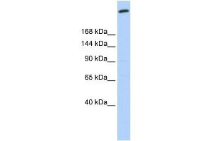 WB Suggested Anti-GOLGB1 Antibody Titration:  0. (Golgin B1 (GOLGB1) (N-Term) antibody)