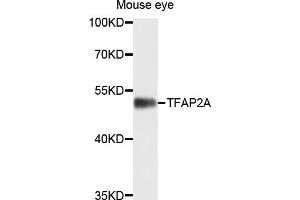 Western blot analysis of extracts of mouse eye, using TFAP2A antibody (ABIN4905393) at 1:1000 dilution. (TFAP2A antibody)