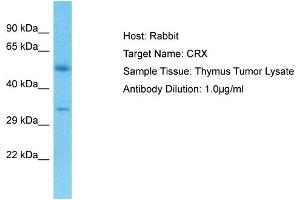 Host: Rabbit Target Name: CRX Sample Type: Thymus Tumor lysates Antibody Dilution: 1.