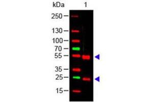 Image no. 1 for Rabbit anti-Pig IgG (Whole Molecule) antibody (ABIN799875) (Rabbit anti-Pig IgG (Whole Molecule) Antibody)