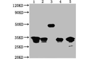 Western Blot Positive WB detected in: 1,2,3 and 4 are Recombinant proteins with GFP tag for 50 ng, 5, 293F whole cell lysate transfected with GFP for 5 μg All lanes GFP antibody at 1:5000 Secondary Goat polyclonal to mouse IgG at 1/50000 dilution Predicted band size:1,2,3,4 and 5 is 32,32,50,32,32 KDa respectively Observed band size: 32,32,50,32,32 KDa Exposure time:1 min (GFP antibody)