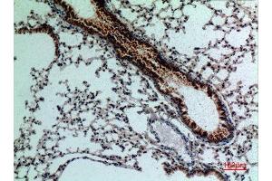 Immunohistochemistry (IHC) analysis of paraffin-embedded Mouse Lung, antibody was diluted at 1:100. (FGF18 antibody  (C-Term))