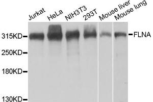 Western blot analysis of extracts of various cell lines, using FLNA antibody. (Filamin A antibody)