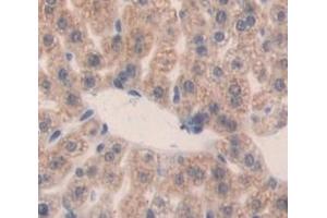 Figure. (FKBP5 antibody  (AA 2-456))