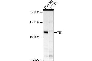 Western blot analysis of extracts of various cell lines, using TEK antibody (ABIN6127576, ABIN6148993, ABIN6148995 and ABIN6223056) at 1:500 dilution. (TEK antibody  (AA 500-750))