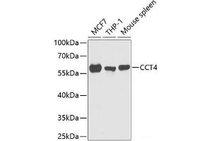 Western blot analysis of extracts of various cell lines using CCT4 Polyclonal Antibody at dilution of 1:1000. (CCT4 antibody)