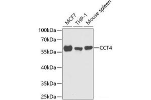 Western blot analysis of extracts of various cell lines using CCT4 Polyclonal Antibody at dilution of 1:1000. (CCT4 antibody)