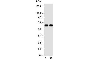 Western blot testing of Alpha Amylase 1 antibody and Lane 1:  rat liver;  2: rat intestine tissue lysate (Alpha-amylase 1 antibody  (N-Term))