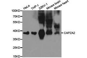 Western Blotting (WB) image for anti-Capping Protein (Actin Filament) Muscle Z-Line, alpha 2 (CAPZA2) antibody (ABIN1871442) (CAPZA2 antibody)