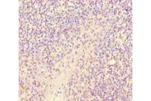 Immunohistochemistry of paraffin-embedded human tonsil tissue using ABIN7167828 at dilution of 1:100 (SCPEP1 antibody  (AA 201-452))