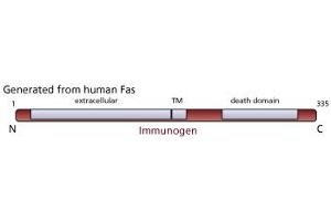 Image no. 1 for anti-TNF Receptor Superfamily, Member 6 (FAS) antibody (ABIN967518) (FAS antibody)