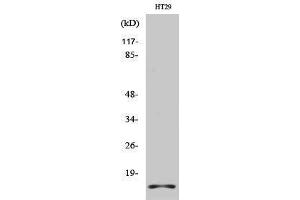 Western Blotting (WB) image for anti-H2A Histone Family, Member X (H2AFX) (C-Term) antibody (ABIN3185023) (H2AFX antibody  (C-Term))