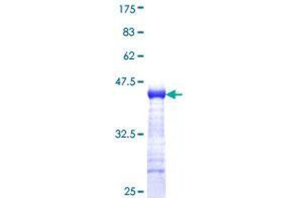 CDHR3 Protein (AA 776-885) (GST tag)