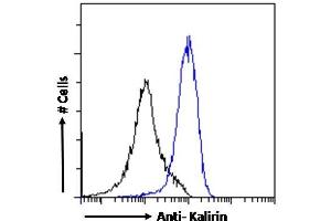 Flow Cytometry (FACS) image for anti-Kalirin, RhoGEF Kinase (KALRN) (C-Term) antibody (ABIN185110)