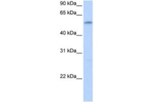 Western Blotting (WB) image for anti-Zinc Finger Protein 280A (ZNF280A) antibody (ABIN2463368) (ZNF280A antibody)