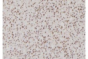ABIN6276855 at 1/100 staining Rat liver tissue by IHC-P. (USF1 antibody  (Internal Region))