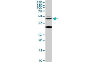 MAPK3 monoclonal antibody (M04), clone 1F7. (ERK1 antibody  (AA 279-379))