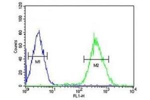 FOXP3 antibody flow cytometric analysis of HepG2 cells (right histogram) compared to negative control cells (left histogram). (FOXP3 antibody  (AA 155-182))