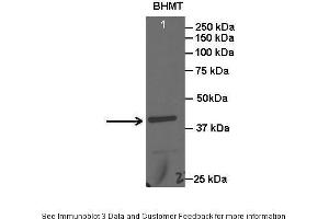 Western Blotting (WB) image for anti-Betaine--Homocysteine S-Methyltransferase (BHMT) (C-Term) antibody (ABIN2776836)