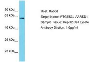 Image no. 1 for anti-Alanyl-tRNA Synthetase Domain Containing 1 (AARSD1) (AA 452-501) antibody (ABIN6750692) (AARSD1 antibody  (AA 452-501))