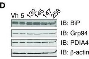Western Blotting (WB) image for anti-Heat Shock Protein 90kDa beta (Grp94), Member 1 (HSP90B1) (Center) antibody (ABIN2855578)