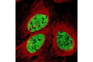 Immunofluorescence staining of U-2 OS cell with antibody shows specific staining in the nucleoplasm in green.
