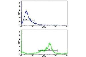 Flow cytometric analysis of MDA-231 cells using VCP antibody (green) compared to a negative control (blue). (VCP antibody  (AA 726-755))