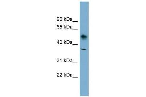 ATP1B1 antibody used at 1 ug/ml to detect target protein. (ATP1B1 antibody  (N-Term))